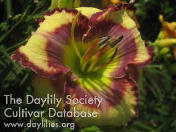 Daylily Life Unlimited